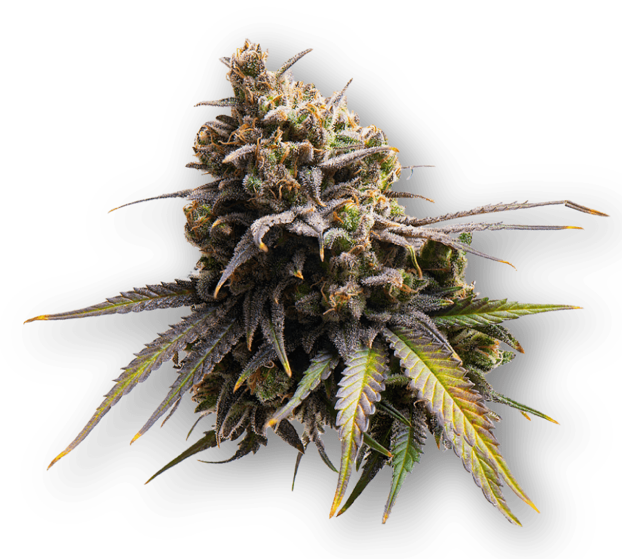 Candy Runtz · Flower · 28g